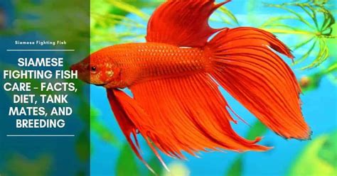 fighting fish bonuses|Siamese Fighting Fish Facts – Tank Mates, Diet, and Care.
